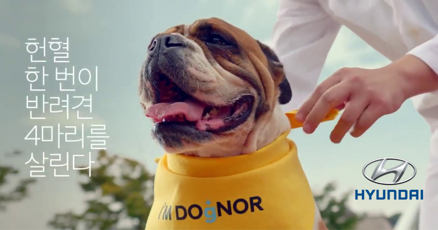 [2020 Epi Award Korea] Gold Winner, Hyundai và Chiến dịch CSR "I’m DOgNOR: Tôi tự hào là một chú chó hiến máu"